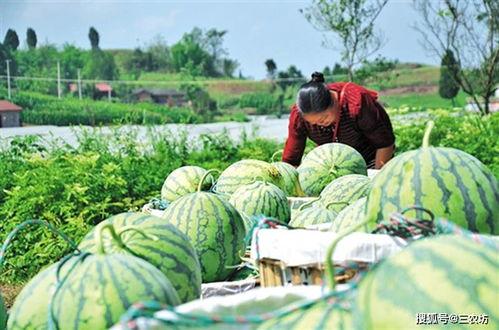 朝阳热心市民吃瓜事件视频,一场网络热议的幕后真相揭秘  第3张