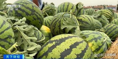 菏泽曹县吃瓜视频,揭秘菏泽特色美食背后的故事