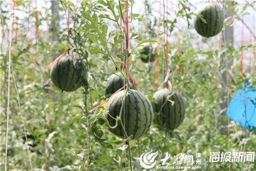 潍坊西城吃瓜事件视频,一场引发热议的网络视频风波