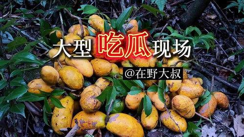 大自然吃瓜视频,瓜果飘香，瓜趣盎然
