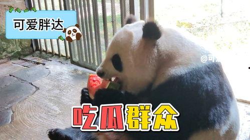 吃瓜熊猫搞笑视频大全下载,欢乐时刻一网打尽