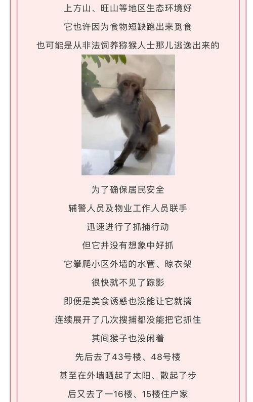 猴吃瓜文案视频软件,趣味横生的短视频软件，带你领略欢乐时光
